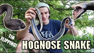 Tin Flipping an EASTERN HOGNOSE SNAKE and MORE! (Finding Rare Snakes in Kentucky Part 3)