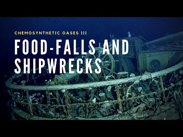 Deep-Sea Food Falls | A Tale of Wood and Bone class=