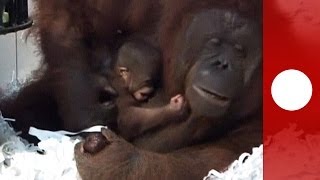 Touching moment of Orangutan mother cuddling newborn in Indonesia safari park