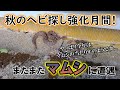 秋のヘビ探し強化月間!～今年6匹目のマムシに遭遇～