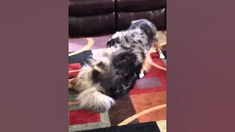 The Canine Kids At Usual Play