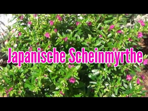 Video: Myrtenbaum: Pflege To