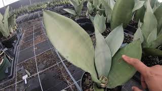 Sansevieria varieties and leaf spot