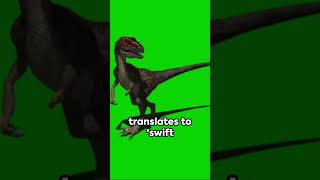 Velociraptor Unveiled 1080 HP:  A Quick Dive  #dinosaurs #documentary #dinoadventures