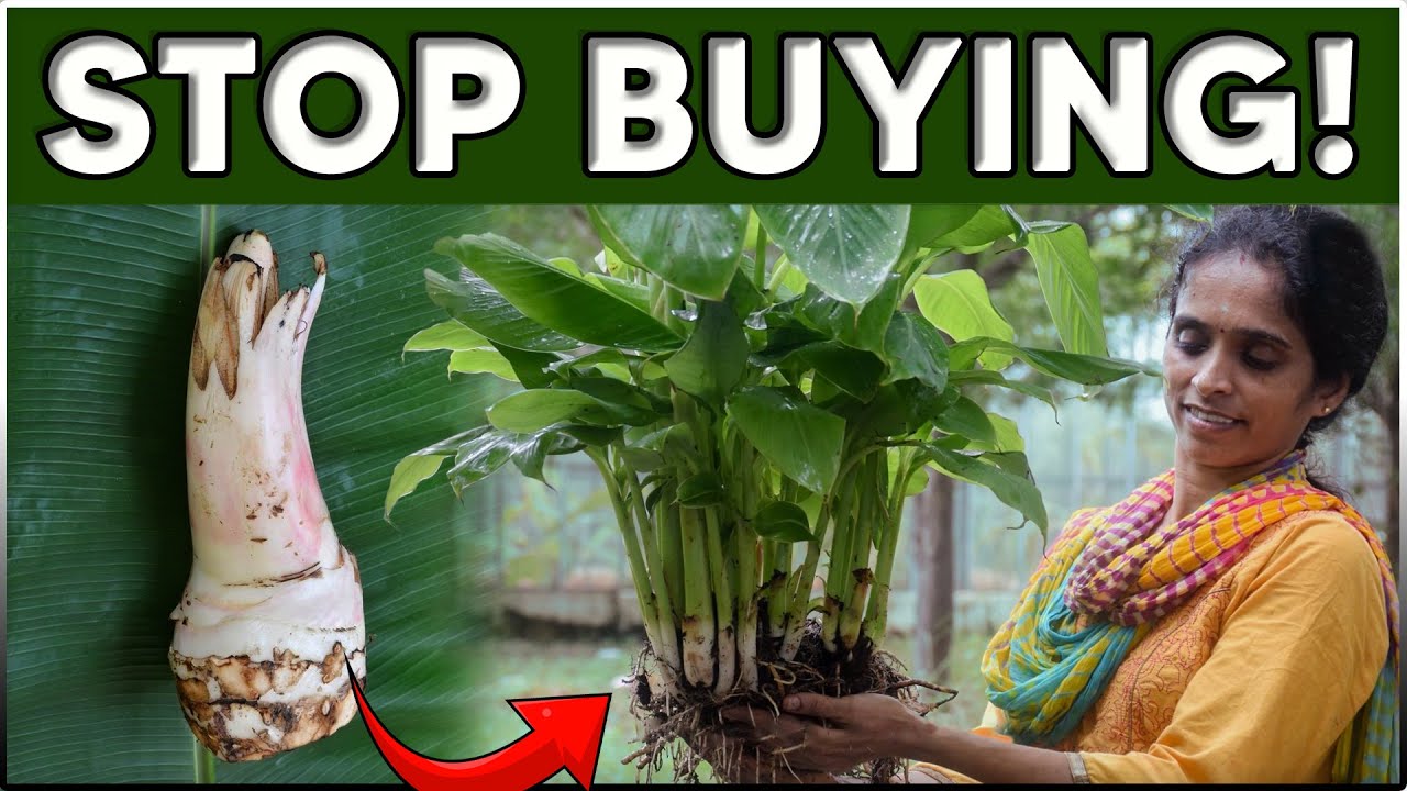 STOP Buying Banana Plants! Multiply Them Instead | Banana Macropropagation Technique