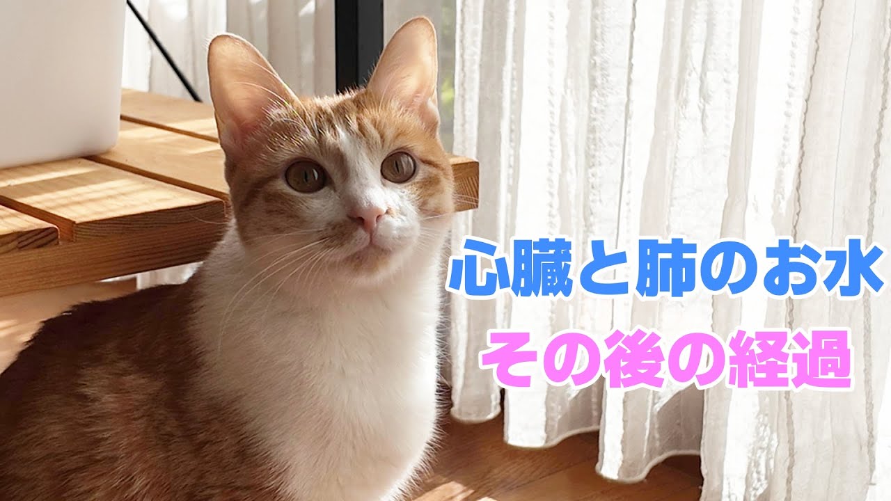 避妊手術後の体調変化について。胸のお水の治療とその後の様子をまとめました