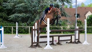 5Yo, 17H Selle Francais, 36 Huntereq Horse, International Derby Prospect