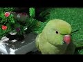 Ringneck parrot live stream