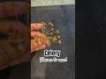 Celery - Easiest way to seperate seeds #growgreen #homegarden