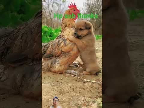 Lovely puppy and chicken #funny #youtubeshorts