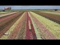 Drone's view of Florida's colorful caladium fields