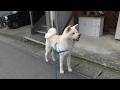 【秋田犬ゆうき】犬スポットでみんなに会えると頑張って歩いて行ったけど吠えられたので通り過ぎる【akita dog】