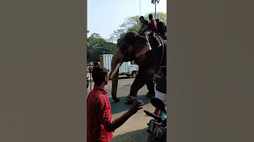 Elephant Shorts 2025 