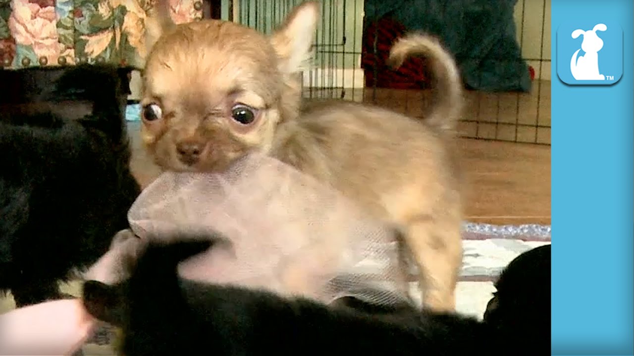 teresa's akc chihuahuas