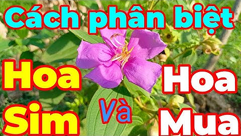 Cách phân biệt Hoa Sim và Hoa Mua.