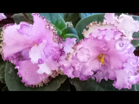 Новая Фиалка в Коллекции Dn - Лёгкий Блюз. Сюрприз во втором цветении 😳//#africanviolets