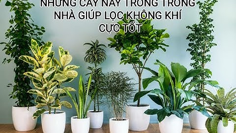 9 Loại cây cảnh trồng trong nhà có tác dụng lọc không khí cực tốt