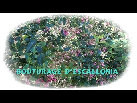 Vidéo: Escallonia Plant Care - Comment faire pousser des arbustes Escallonia