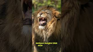 Perbandingan Gigitan Singa Vs Harimau