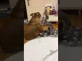 #그들만의리그  #bulldog  #강아지  #불독 #싸우자 #이탈리안그레이하운드