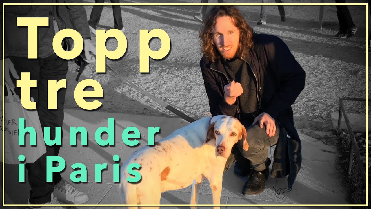 Top 3 Dogs in Paris! YouTube