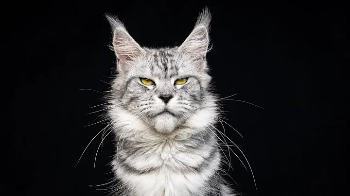 Watch the video about Majestic Silver Maine Coon Princess – Amy.
