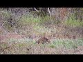 Baby Moose First Steps