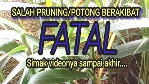 🔴 Budidaya Jahe Merah ❗SALAH PRUNING POTONG JAHE ‼️ Berakibat gagal Panen