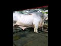 Biggest Bull | Tharparkar breed