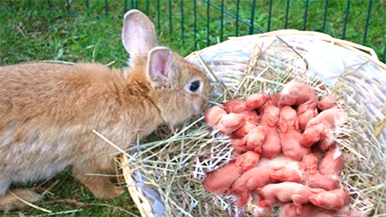 farmer-helps-mother-rabbit-giving-birth-to-her-11-babies-on-a-farm