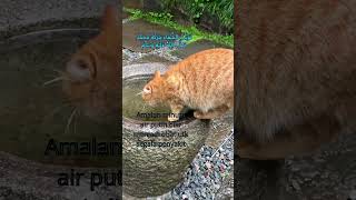 RAHASIA AMALAN AIR PUTIH JADI OBAT SEGALA PENYAKIT #doa  #doakesembuhan  #ikhtiarsehat  #kucing