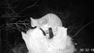 New Scottish Wildcat