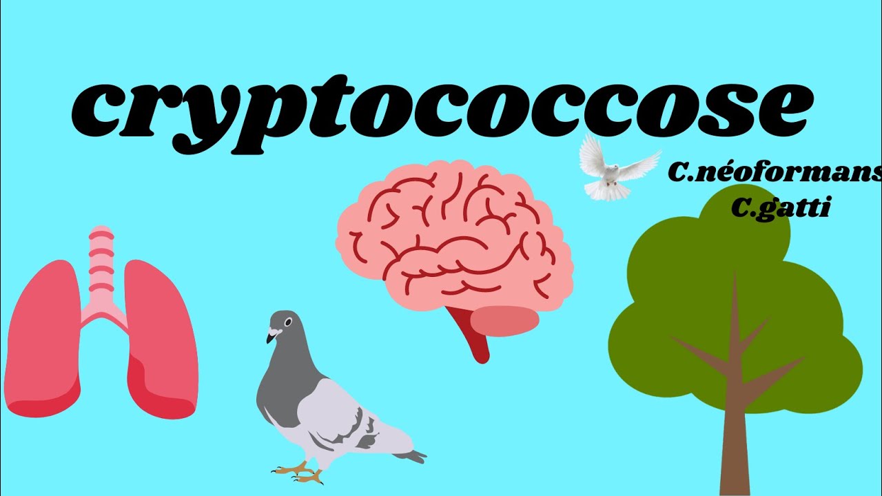 cryptococcose by Nélma