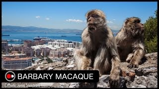Europe's Only Non-human Primate! Barbary Macaques in Gibraltar