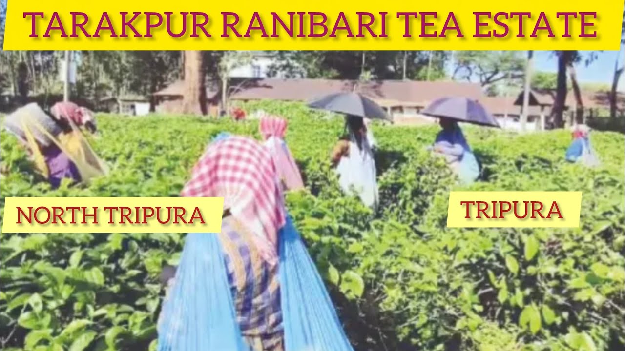 Tarakpur Ranibari Tea Estate North Tripura ||  North Tripura Tea Estate || Bahar Uddin t a 