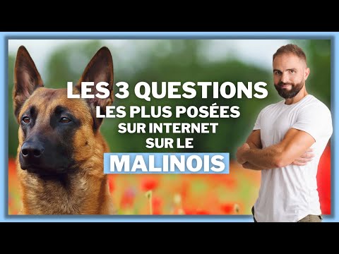 Vidéo: Ces 13 races de chiens sont des maîtres à s'échapper