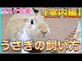 【うさぎ飼い初心者向け】ウサギの室内飼育方法の疑問を解説