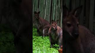 Look a Wallaby!  #zoolife #animals #zoo