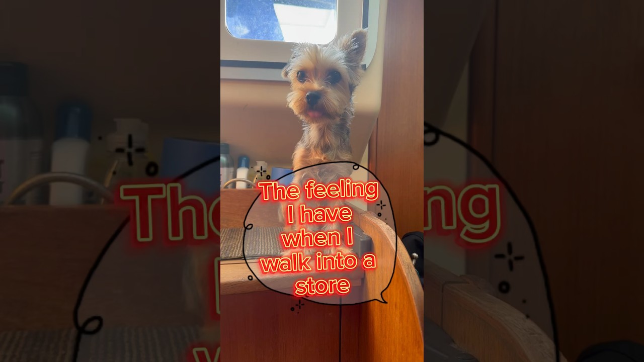 #yorkie #puppy #halloween #christmas #decorations #viral #cute #awe #sailingbyefelicia #mariahcarey