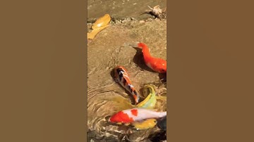 Bắt cá mập biển ,cá vàng,cá sộp.con ếch ,con rùa…ở bờ suối #shorts