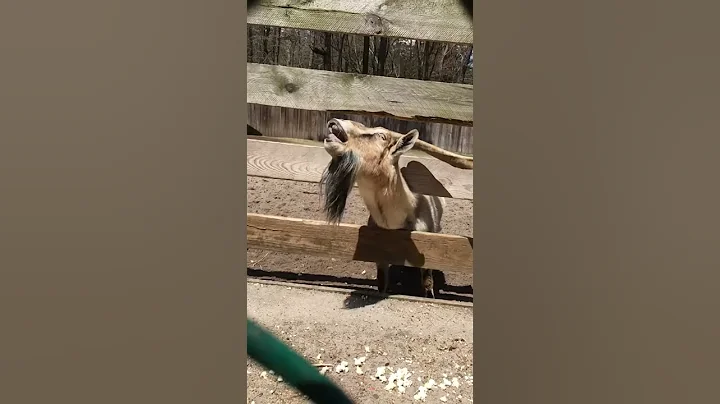 Goat slow mo