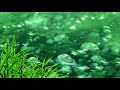 Lofi vocals: One morning in the month of May (🐱1.5 speed)