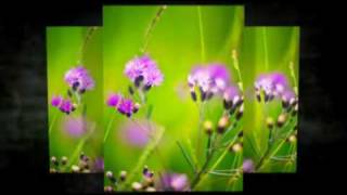 Bokeh / Dof Bokeh / Dof