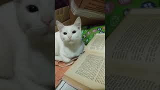 Кот читает книги