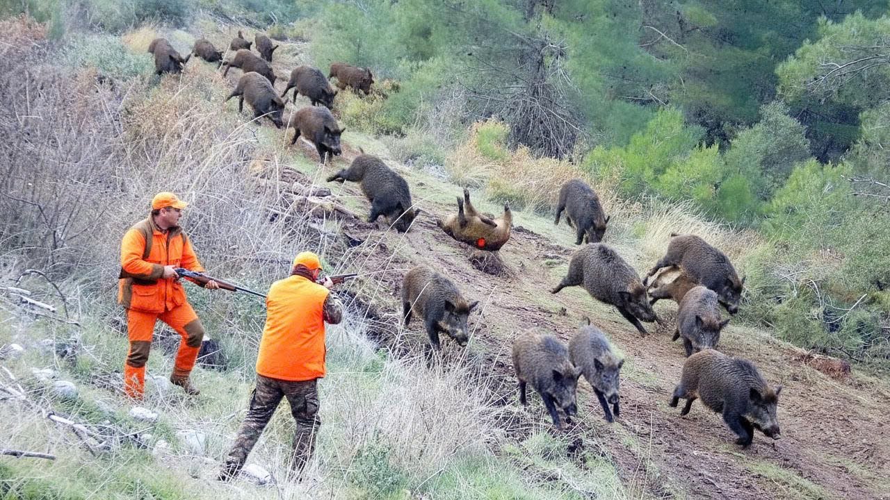 Exploding Wild Boar Dangerous Moment! Wild Boars Were About To Attack Farm - Farmer ...