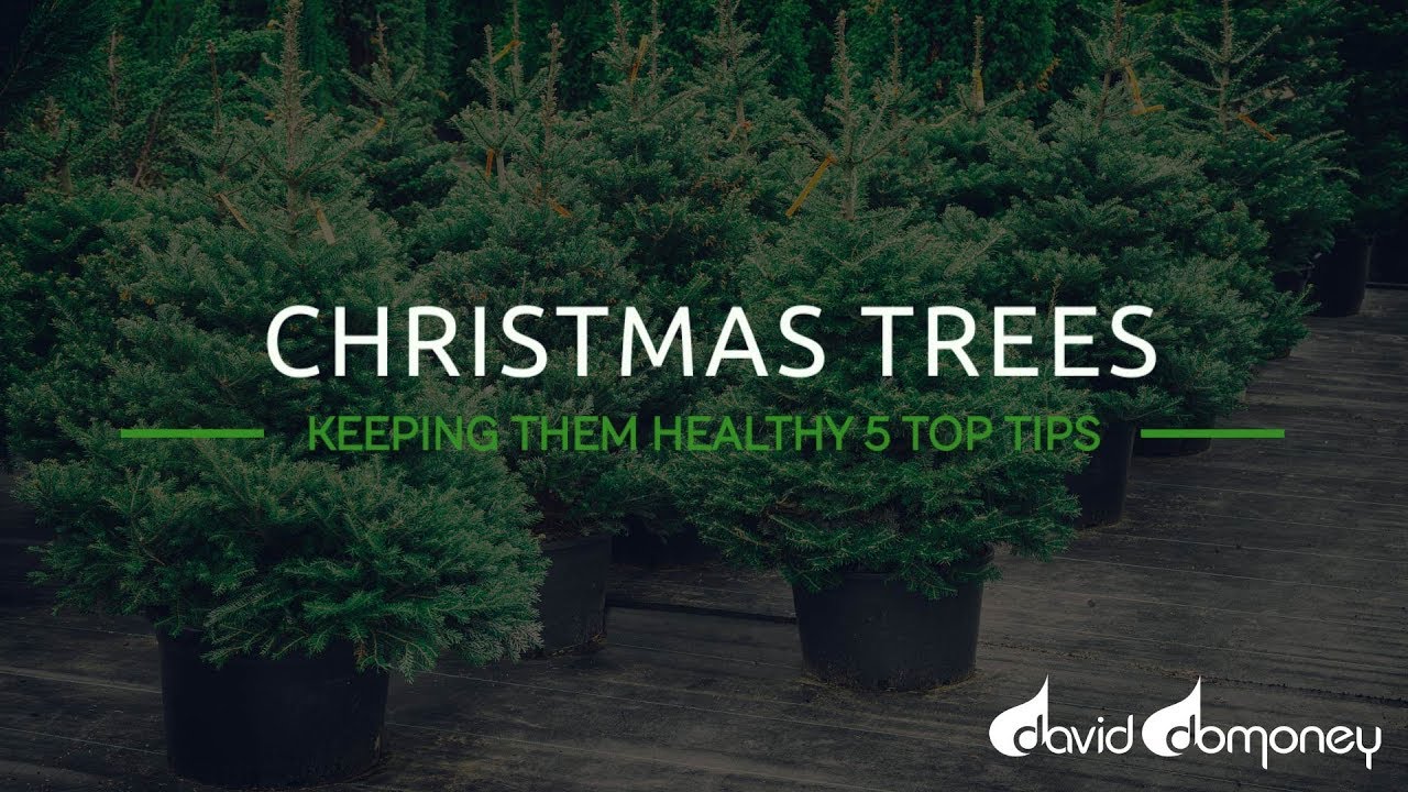 How To Keep Your Christmas Tree Healthy: 5 Top Tips - YouTube
