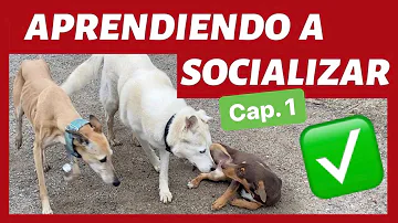 ¿Cómo socializo a mi perro con otros perros?