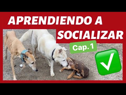 Video: Socializar A Su Cachorro O Perro