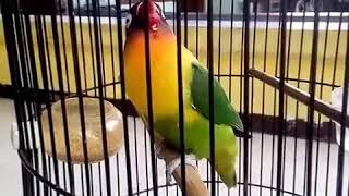 Lovebird Bibi Lung rasa cililin kenari