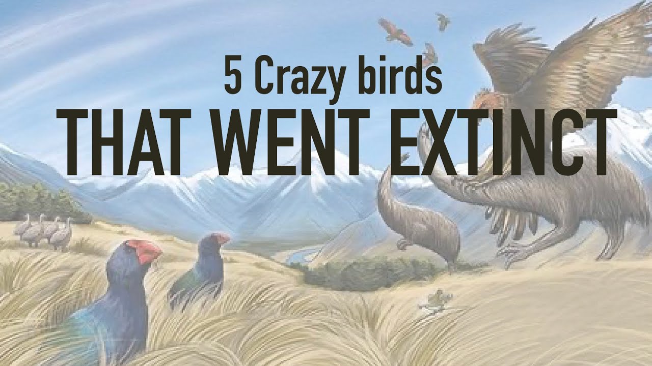 5 Crazy birds that went extinct!